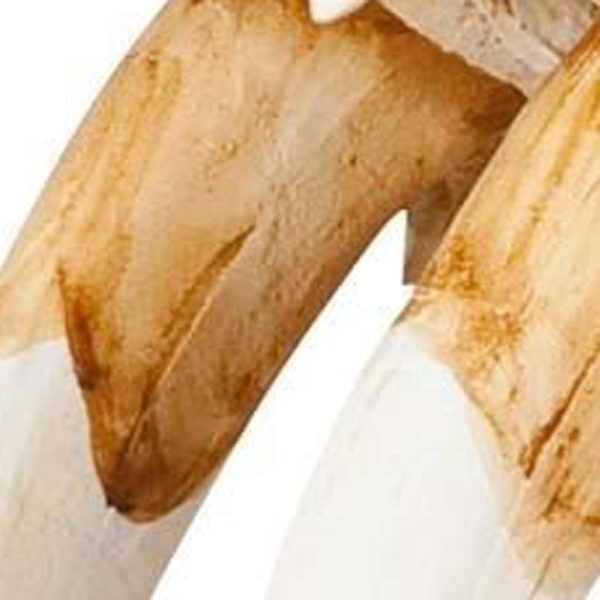 Authentic Replica Sabertooth Skull Sculpture - Image 2