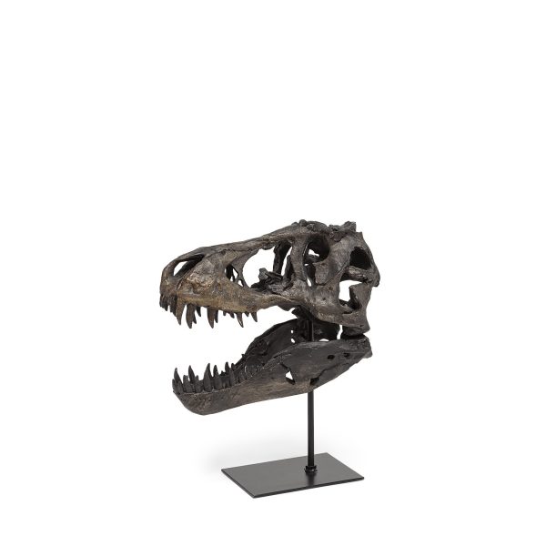 Brown Resin Tyrannosaurus Rex Skull Decor Piece - Image 2