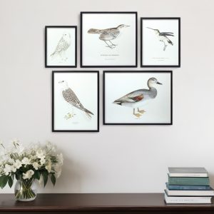 Set of Five Black and White Bird Solid Wood Framed Art